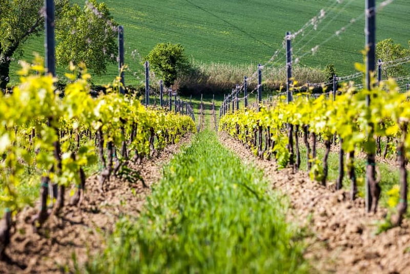 Rimini: San Valentino Vineyards Tour with DOC Wine Tastings - A Small Farm Visit Near Rimini