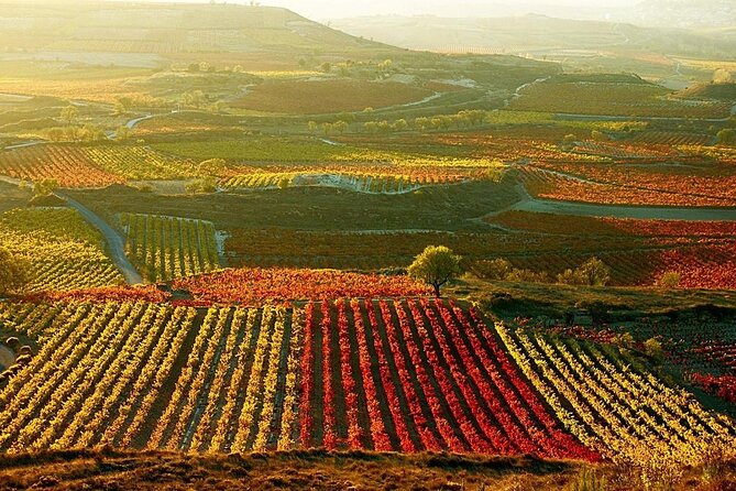 Rioja wine region with visit to winery & Vitoria-Gasteiz - Why this Bilbao day trip works