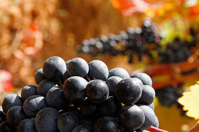 Rioja wine region with visit to winery & Vitoria-Gasteiz - Vitoria-Gasteiz and its sweet finish