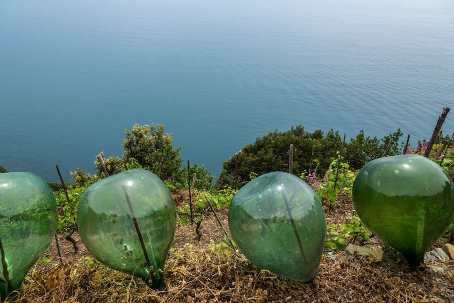 Riomaggiore: Vineyard & Wine Cellar Tour with Wine Tasting - Learning from the winemaker’s methods