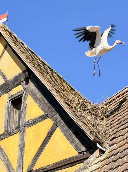 Riquewihr: the pearl of the vineyards with a local guide and tastings - Meeting at Place Fernand Zeyer