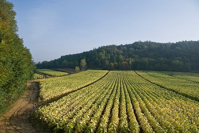 Rome Countryside Vineyards and Wine Tasting - Private Tour - The wines, olive oil, and generous local snacks