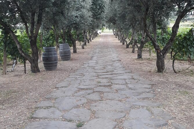 Rome Countryside Vineyards and Wine Tasting - Private Tour - Where the tour may fall short