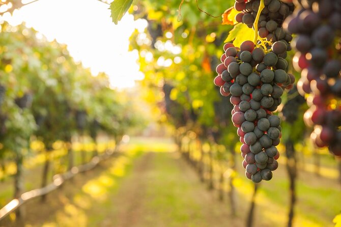 Rome Countryside Vineyards and Wine Tasting - Private Tour - What the Frascati visit feels like
