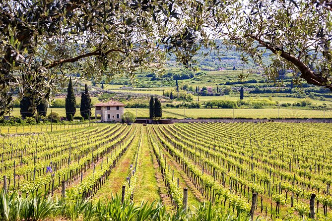 Rome: Frascati Private Day Trip - Town Tour, Lunch & Wine Tasting - Who Will Enjoy This Frascati Outing Most?
