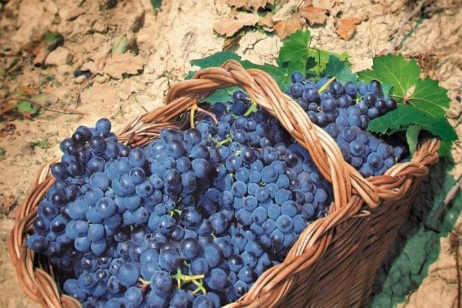 Rome's Vineyard Symphony: Countryside Winetasting Experience - How the three-hour schedule feels