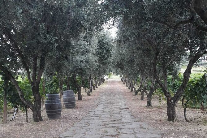 Rome: Wine Tour & Pizza Making Class in a Frascati's vineyard - 5 hours - Learning Pizza From a Professional Chef