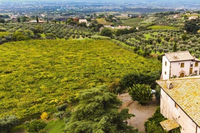 Rome: Wine Tour & Pizza Making Class in a Frascati's vineyard - 5 hours - Who Will Enjoy This Frascati Day Most