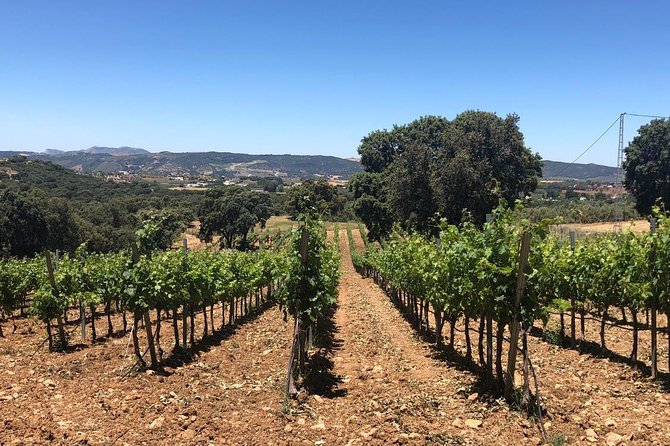 Ronda Day Tour and Winery Visits from Marbella - Key points before you book