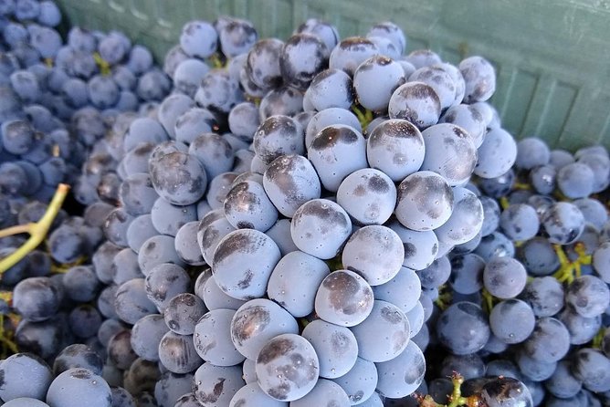Ronda Day Tour and Winery Visits from Marbella - Cortijo Los Aguilares and the second tasting