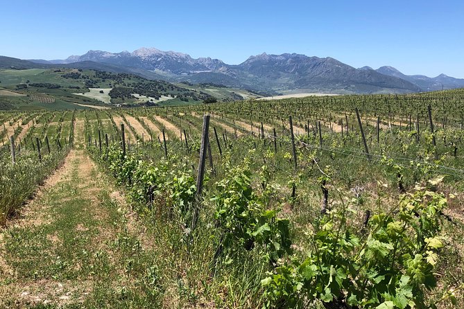 Ronda Day Tour and Winery Visits from Marbella - What Nicky adds to the experience