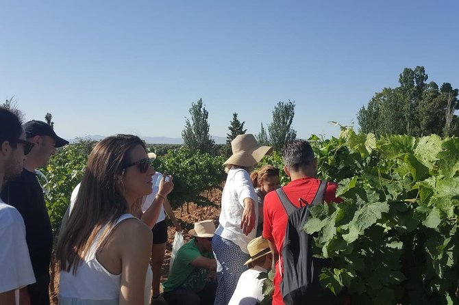 Ronda Day Tour and Winery Visits from Marbella - Two hours to explore Ronda on your own