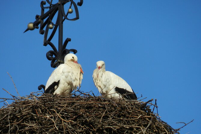 Safari-Tour Villages and vineyard, 1/2 day afternoon - Eguisheim in a focused 45 minutes