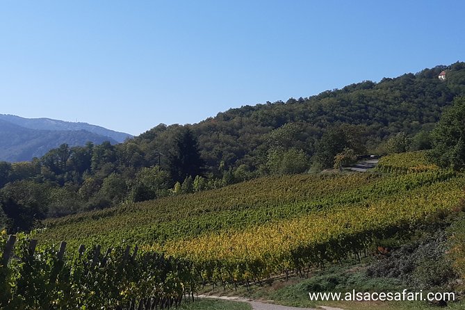 Safari-Tour Villages and vineyard, 1/2 day afternoon - The wine route and an hour with a local producer