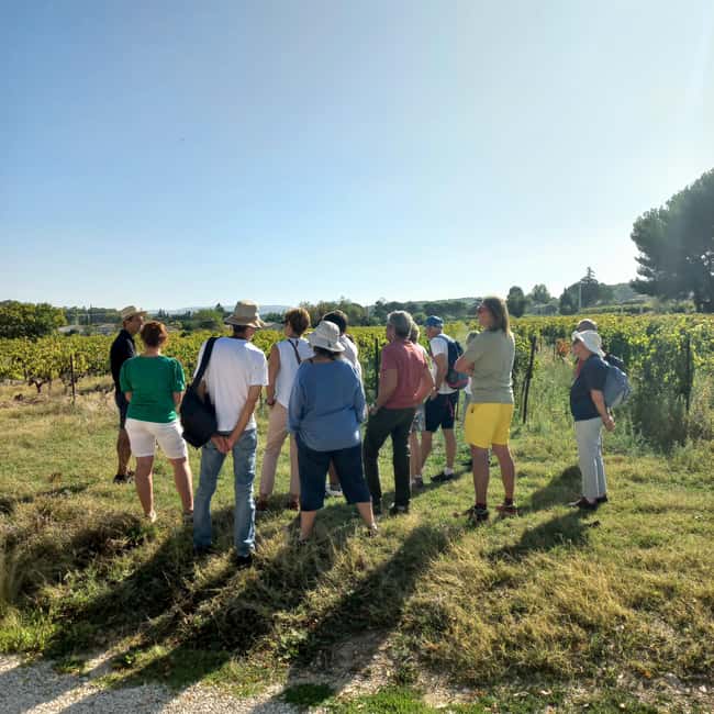 Saint-Didier: visit a vineyard & taste organic wines - Who should book this experience?