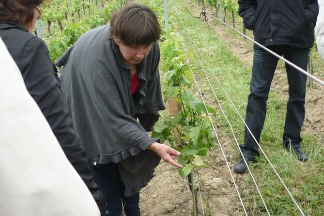 Saint-Émilion: 2 hours - Visit of the vineyard, the cellar and tasting - Is the English tour a good fit?