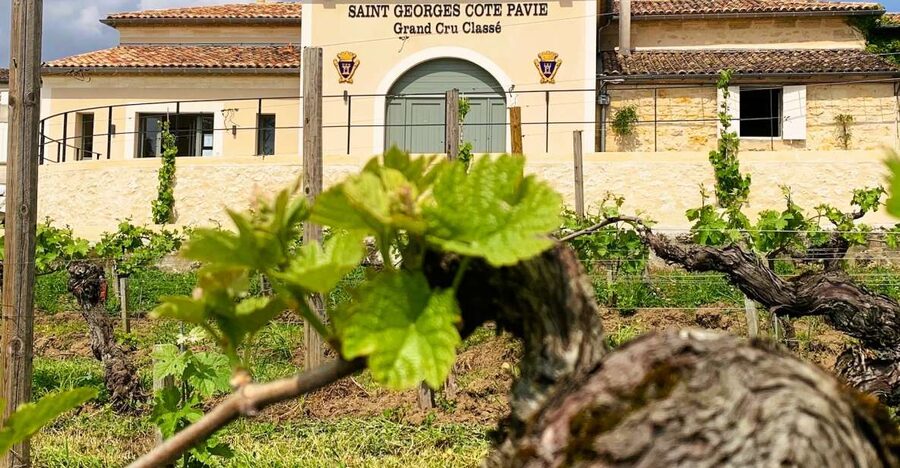 Saint-Émilion: Bordeaux Vineyard Tour and Wine Tasting - Seeing the vines and learning about the soil