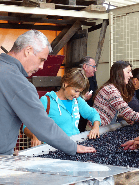 Saint-Emilion : Tasting of 4 wines in a family vineyard - Who Should Book This Tasting?