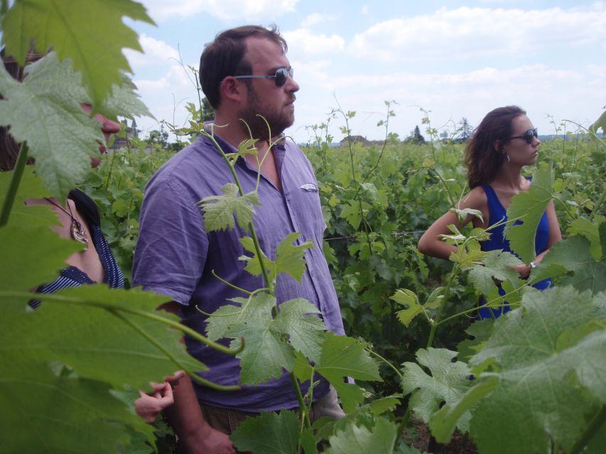 Saint-Émilion: Vineyard Walking Tour and Tasting - From grape to wine in the vinification cellar