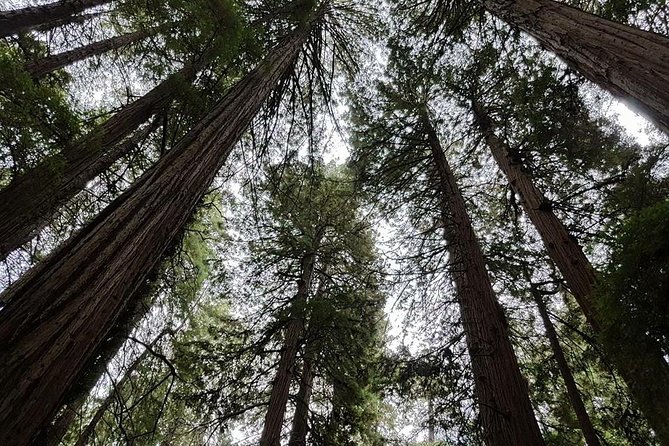 San Francisco: Armstrong Redwoods and Wine Tour with Tastings - Armstrong Redwoods and the best walk of the day