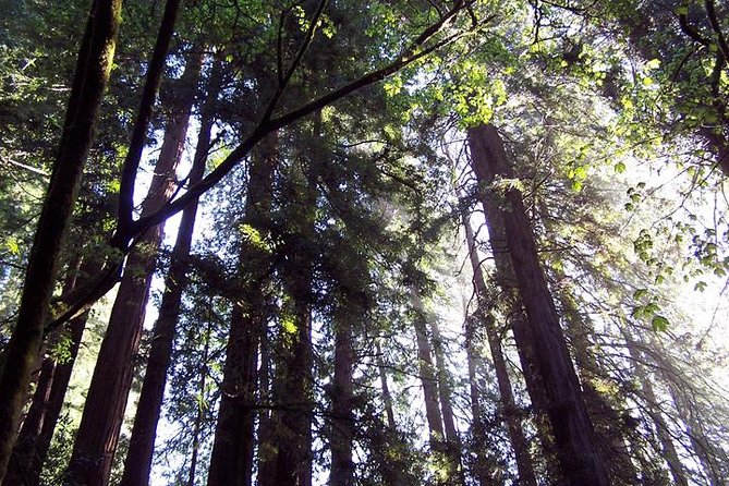 San Francisco: Armstrong Redwoods and Wine Tour with Tastings - Russian River Vineyards and the tasting format
