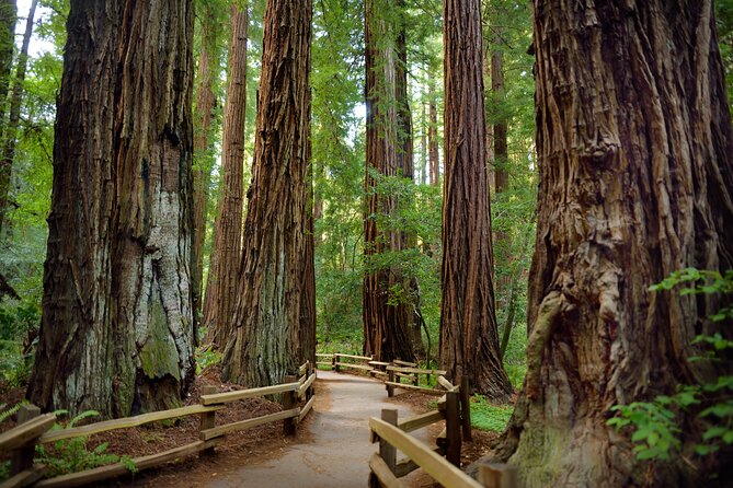 San Francisco: Full Day Coastal Redwoods & Wine Country Tour - Key points to know before booking