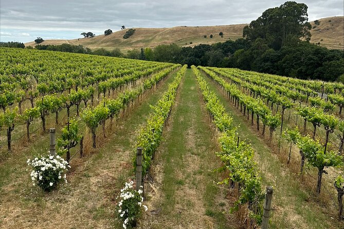 San Francisco: Full Day Coastal Redwoods & Wine Country Tour - Learning about sparkling wine at Korbel