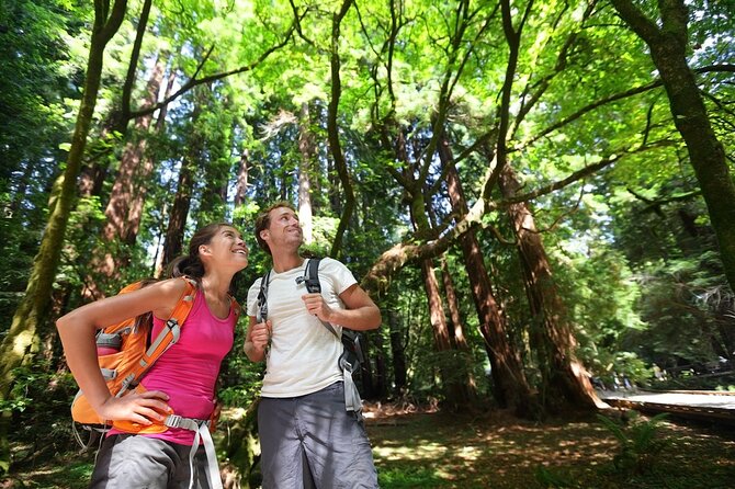 San Francisco: Full Day Coastal Redwoods & Wine Country Tour - Group size, comfort, and the day’s pace