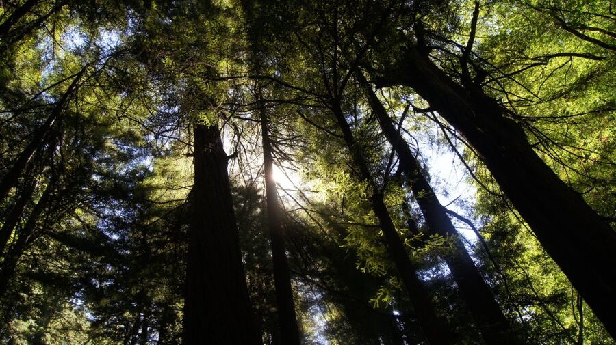 San Francisco: Guided Coastal Redwoods & Wine Country Tour - From Fisherman’s Wharf to the Russian River