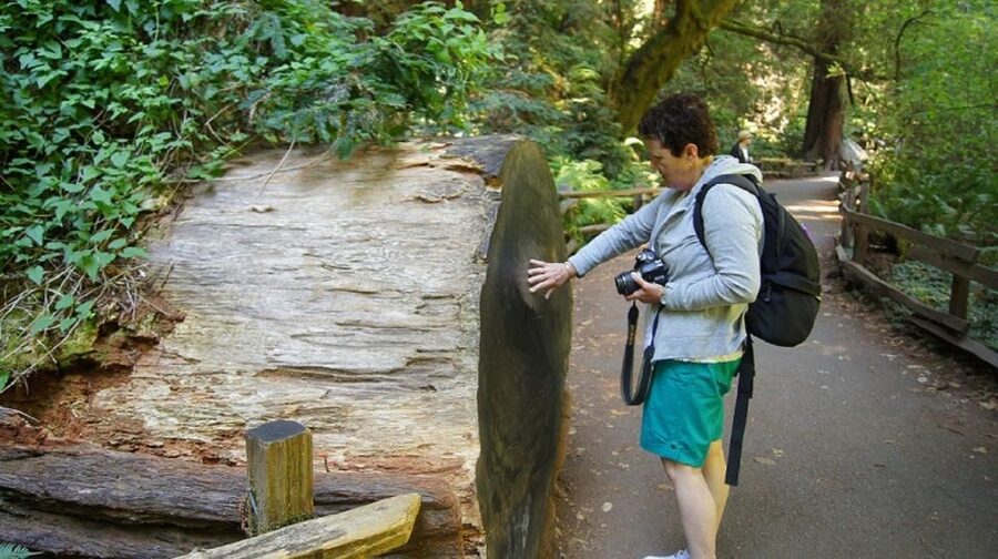 San Francisco: Guided Coastal Redwoods & Wine Country Tour - Korbel Champagne Cellars is the day’s anchor