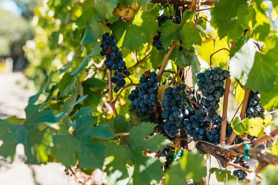 San Francisco: Half-Day Wine Country Excursion with Tastings - Why this half-day wine trip works