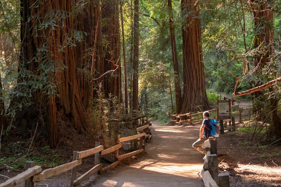 San Francisco: Redwood & Wine Country Tour with Lunch & Wine - Why this day works for a first visit