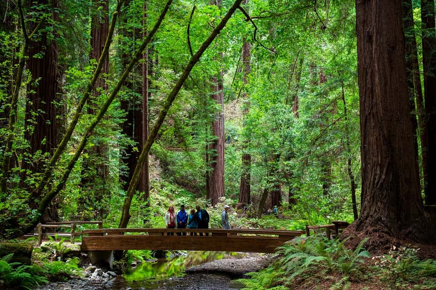 San Francisco: Redwood & Wine Country Tour with Lunch & Wine - From forest to Napa wine