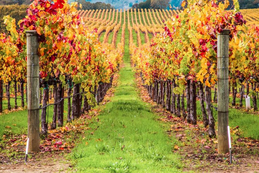 San Francisco: Sonoma Wine Country Tour with Tastings - Sonoma Plaza gives the day breathing room