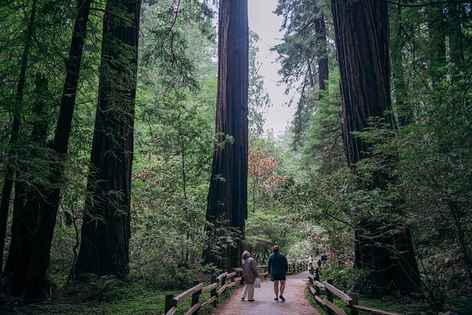 San Francisco Super Saver: Muir Woods & Wine Country w/ optional Gourmet Lunch - Ru Vango Winery brings Napa into the day