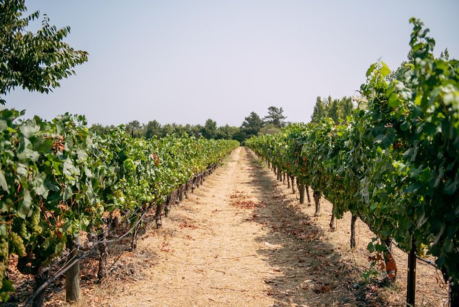 San Francisco Super Saver: Muir Woods & Wine Country w/ optional Gourmet Lunch - Sonoma Plaza gives you a needed pause