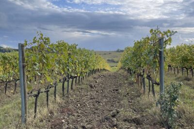 San Gimignano: Vineyard and Cellar Tour with Wine Tasting