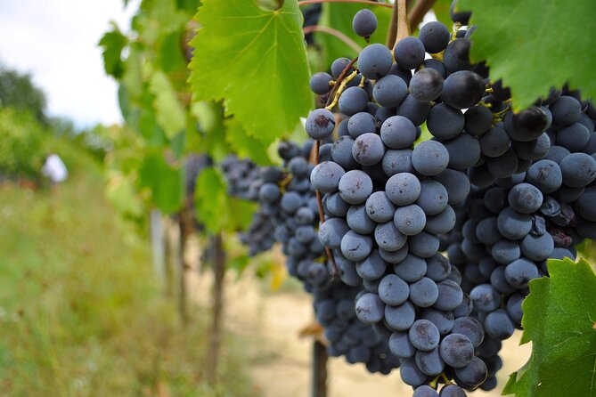 San Gimignano: Vineyard and Cellar Tour with Wine Tasting - The food makes this more than a flight of wine