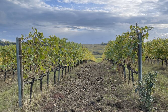 San Gimignano: Vineyard and Cellar Tour with Wine Tasting - Inside the cellar, where wine changes character