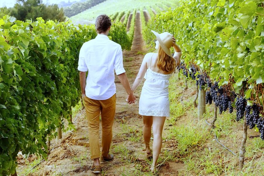 San Gimignano: Vineyard Walk with Wine Tasting in winery - Walking the unusual spiral vineyard