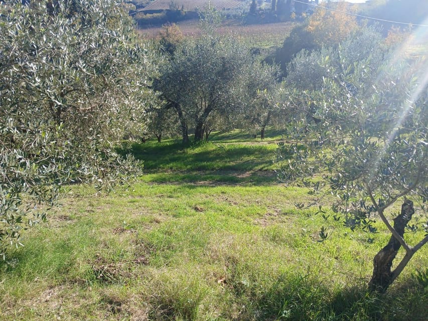 San Gimignano: Winery Visit with Picnic in Olive Grove - Key things to know before you book