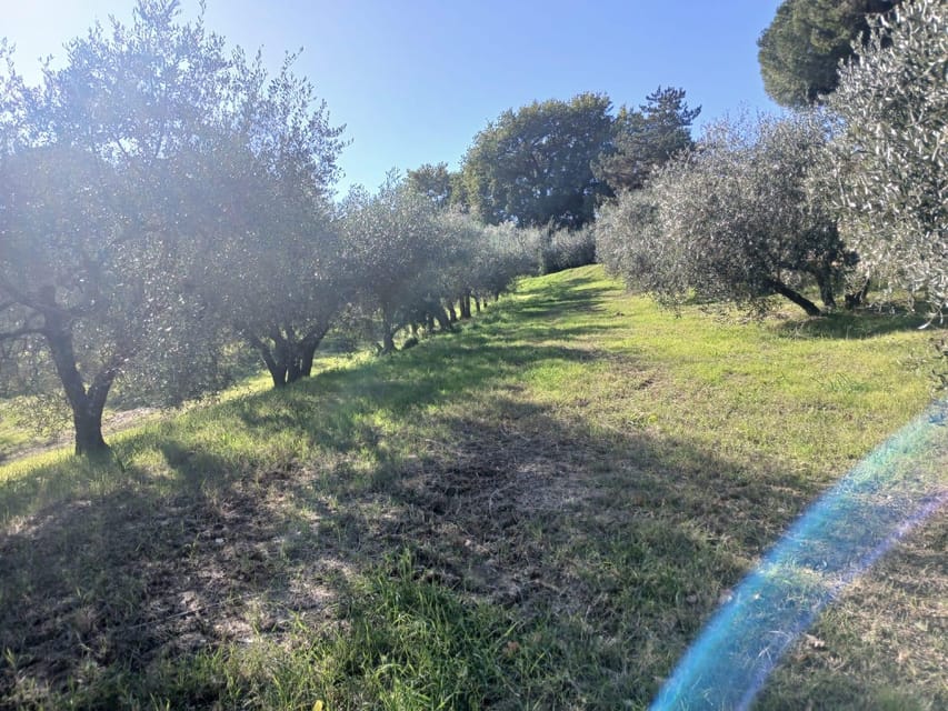 San Gimignano: Winery Visit with Picnic in Olive Grove - What the two-hour visit is really like