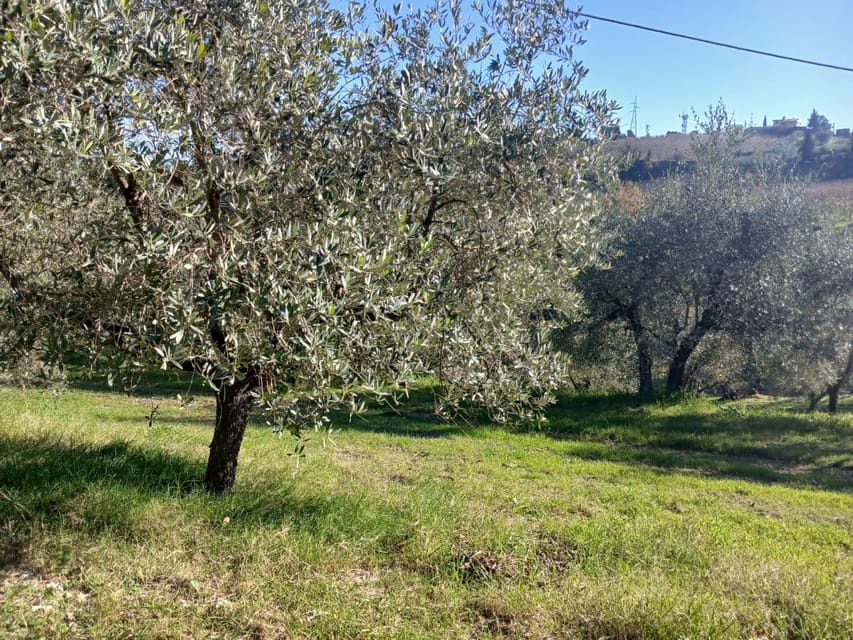 San Gimignano: Winery Visit with Picnic in Olive Grove - Choosing between Chianti and Vernaccia