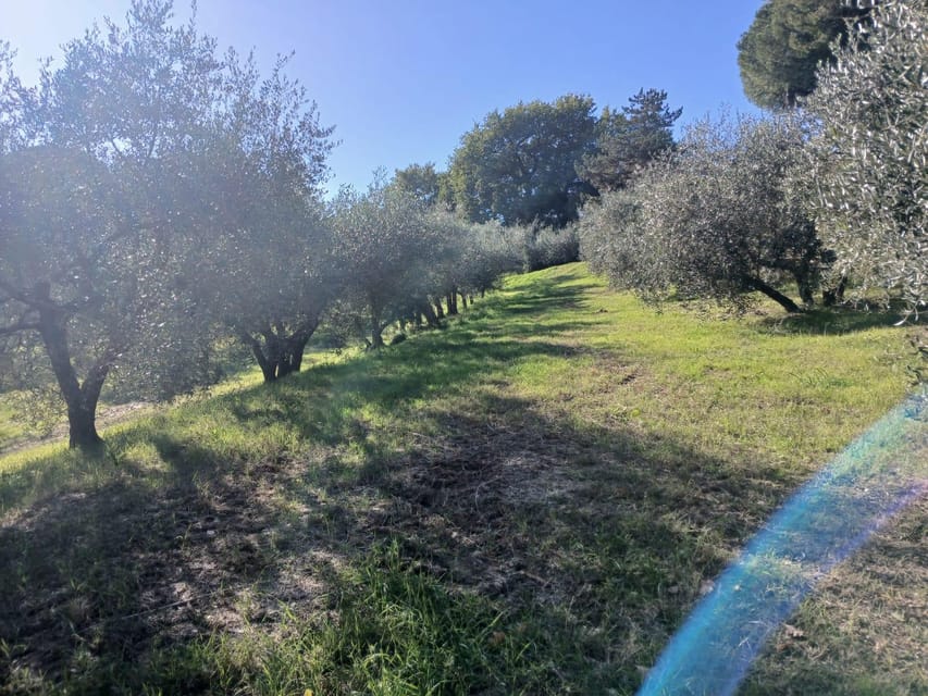 San Gimignano: Winery Visit with Picnic in Olive Grove - The family-run feel and the welcome