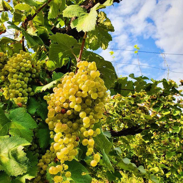 San Pietro di Feletto: Vineyard Tour with Cellar Visit - Walking among old vines and the centenary vineyard