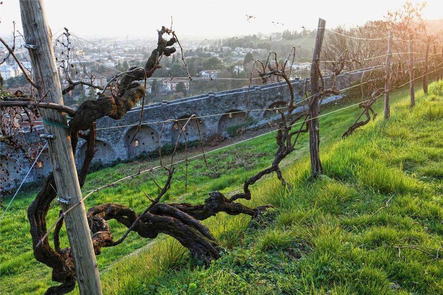 San Pietro di Feletto: Vineyard Tour with Cellar Visit - The former castle site and the 360-degree view