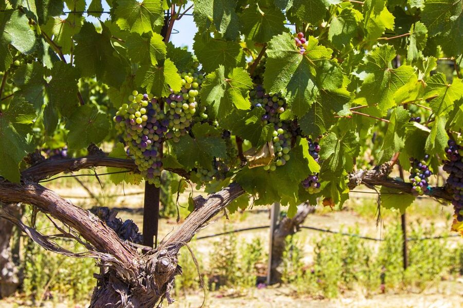 Santa Barbara: Wine Country Tour with Lunch - Who should book this experience?