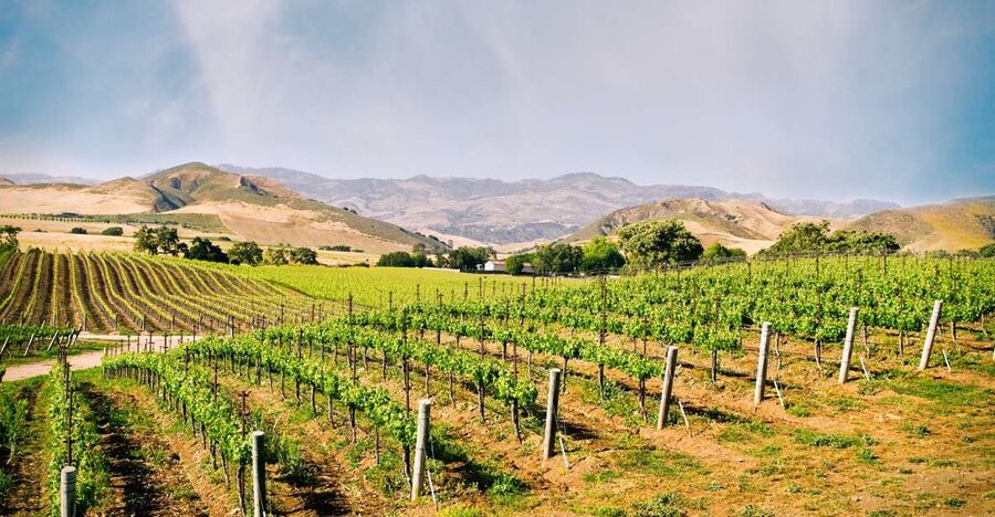 Santa Barbara: Wine Country Tour with Lunch - Should you book the Santa Barbara wine tour?