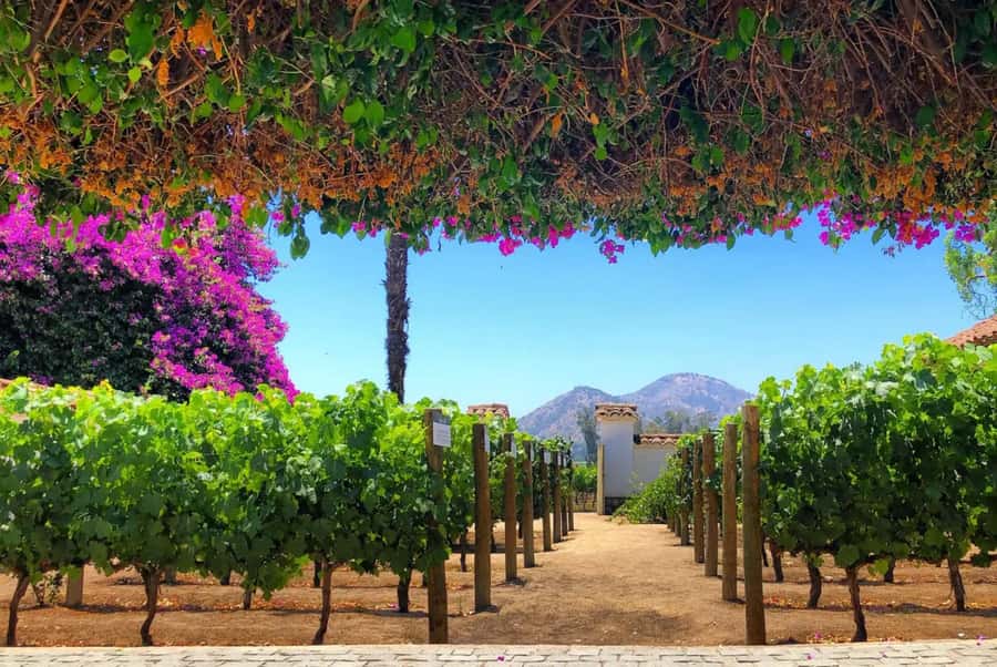 Santa Rita Vineyard Tour: History, Wine, and Outdoor Picnic - Why Santa Rita makes a strong day trip