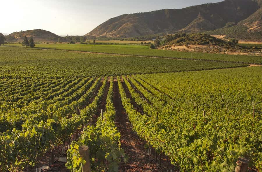 Santiago: Concha y Toro and Undurraga Vineyards Tour - Viña Undurraga, the more structured tasting stop